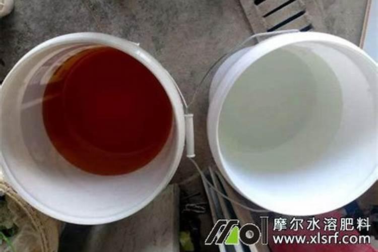 君子兰施什么肥容易开花