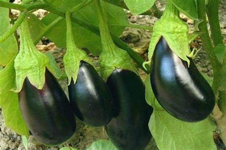 种植辣椒用什么肥料