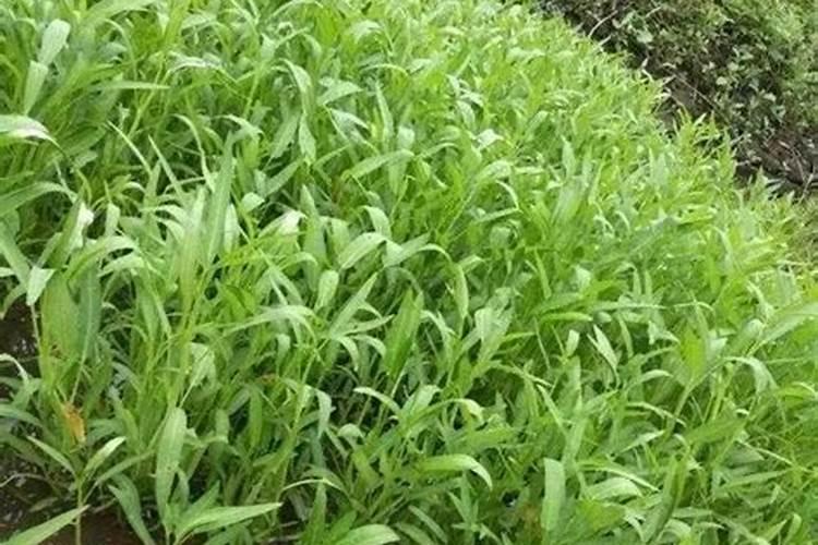 油菜施什么肥好