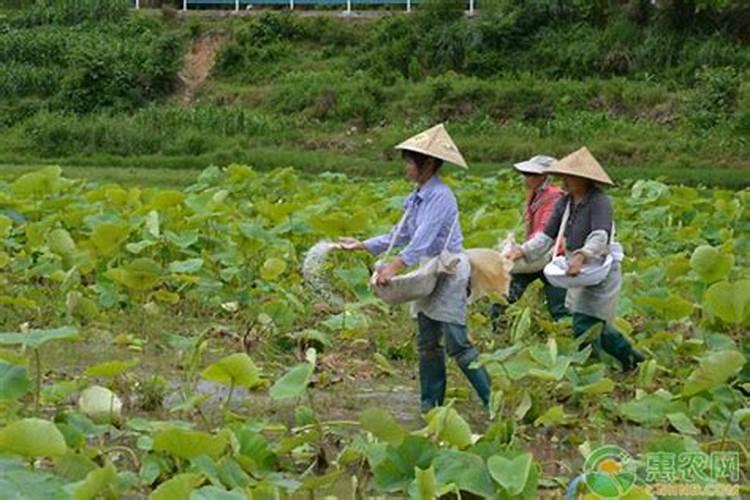 茶花施什么肥最好 茶花施哪种肥最好