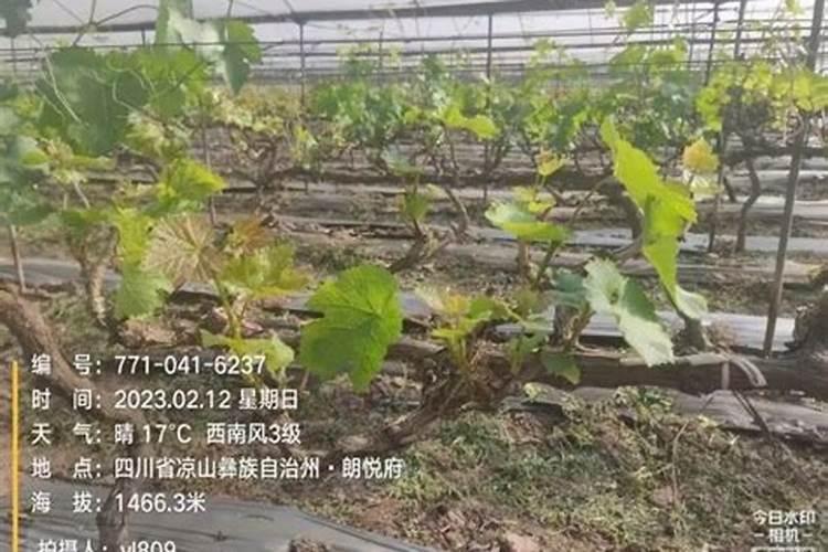 阳光玫瑰破芽期施什么肥？