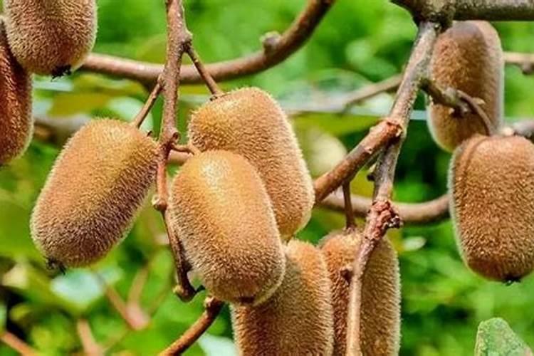 920、复硝酚钠和芸苔素能不能同时用？
