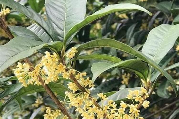 桂花怎样追肥