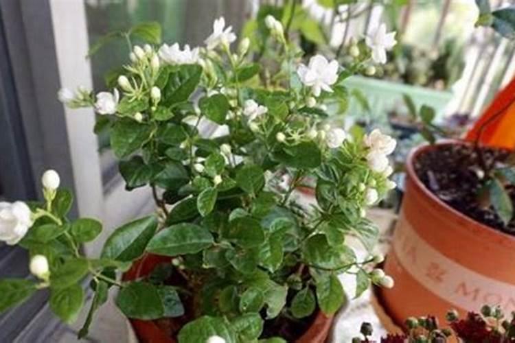茉莉花修剪后如何正确使用催花肥