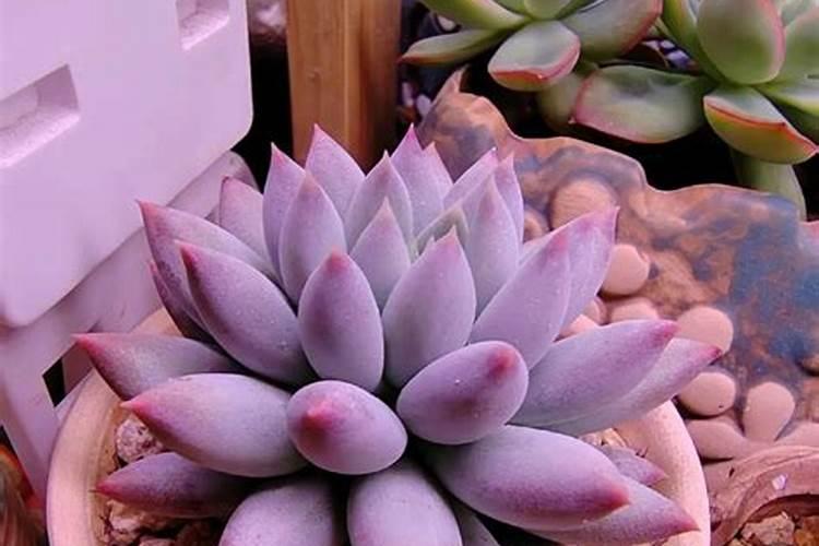 茉莉花在花苞期能喷磷酸二氢钾吗？