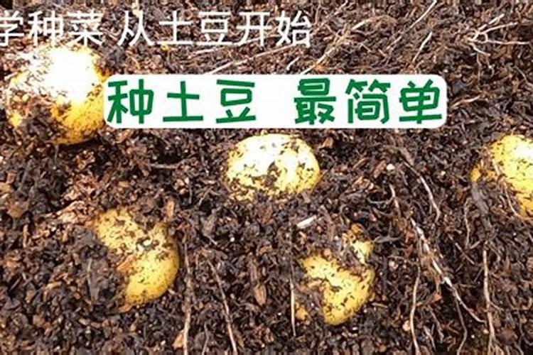 磷酸二氢钾可以浇发财树吗