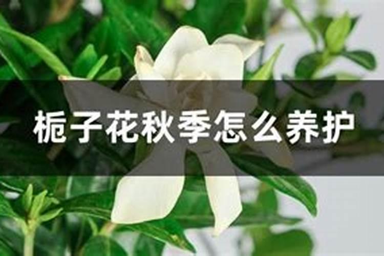 春天适合吃什么滋补品 适合春天吃的补品