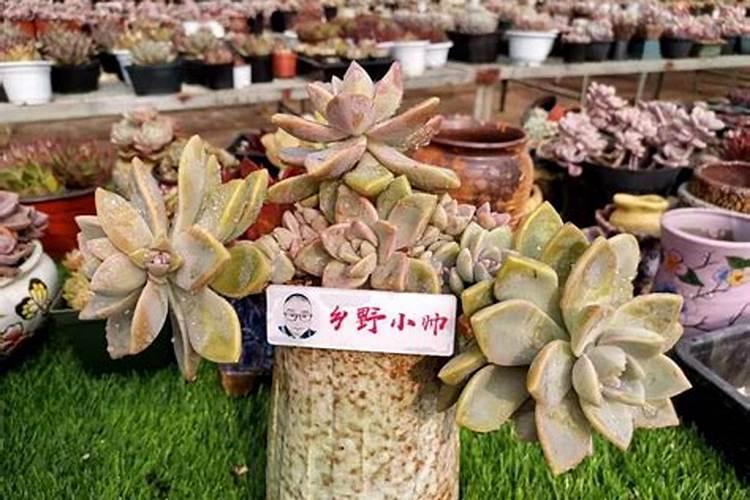 荷叶发黄烂叶是什么原因