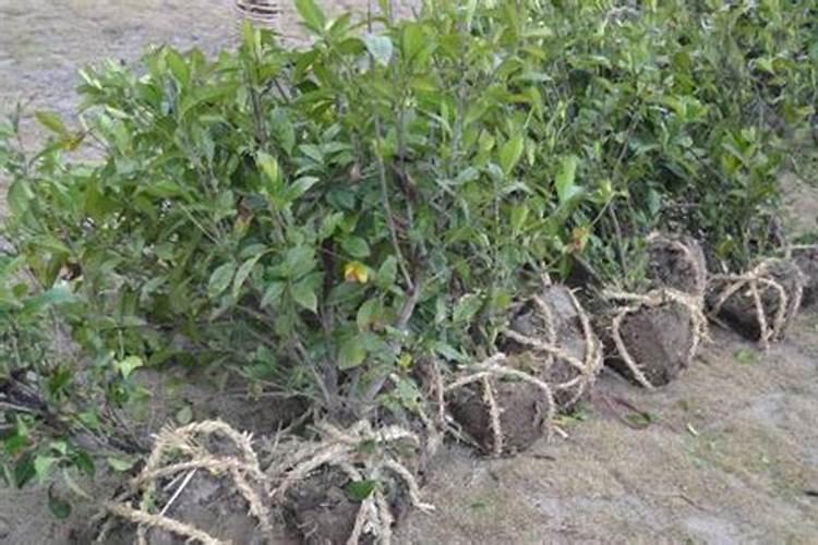 刚刚移栽的树可以施肥吗 刚移栽的树什么时候可以施肥