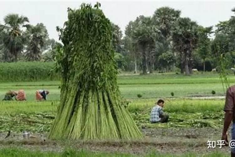 给植物施有机肥为什么能促进植物生长