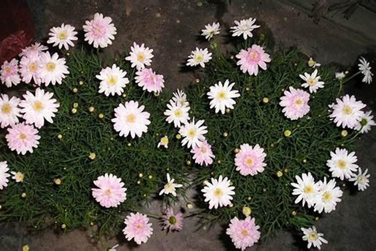 玛格丽特花夏季怎么养
