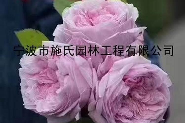 月季用什么样的复合肥？