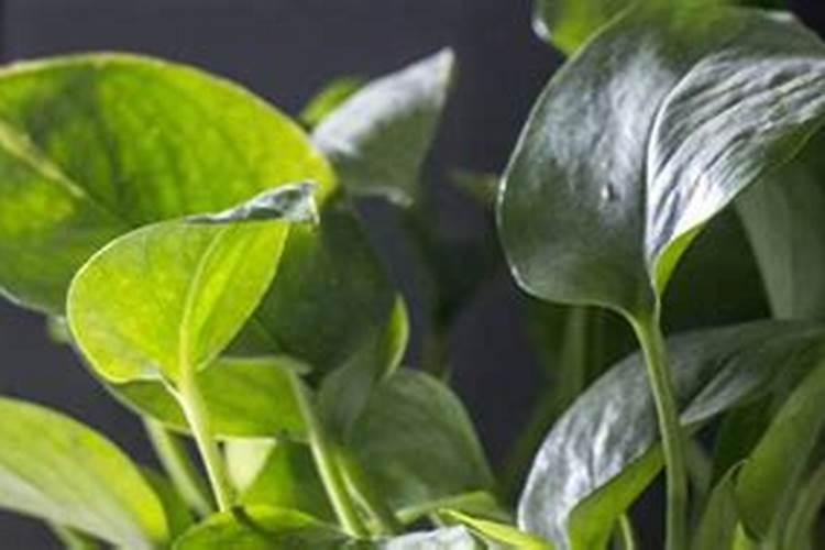 已经有花苞的茶花要不要施肥 有花苞的茶花要不要施肥