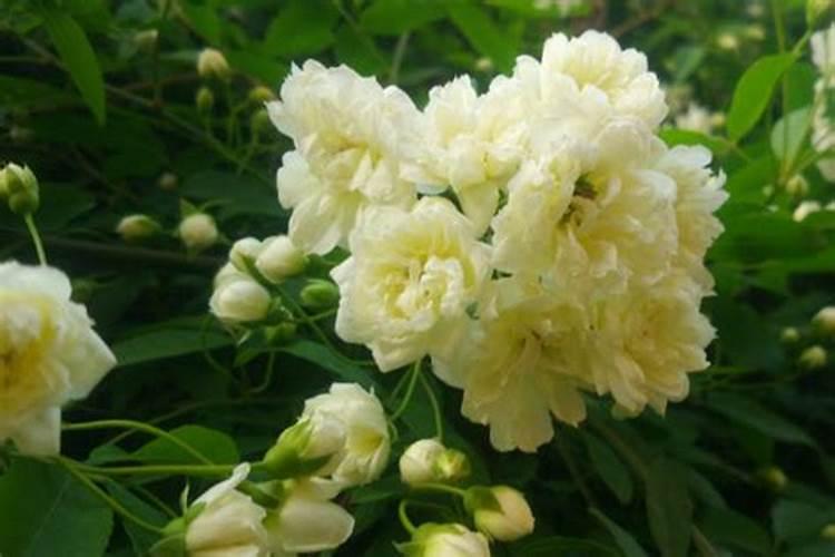 红木香花的种植养护方法？