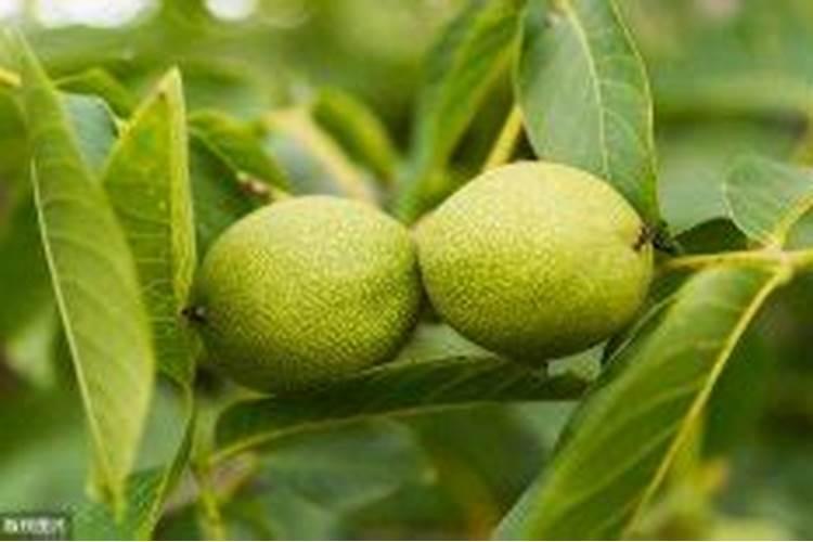 山核桃树什么肥料好