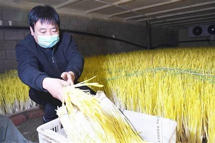 种植蒜苗的尾巴枯黄是什么原因？