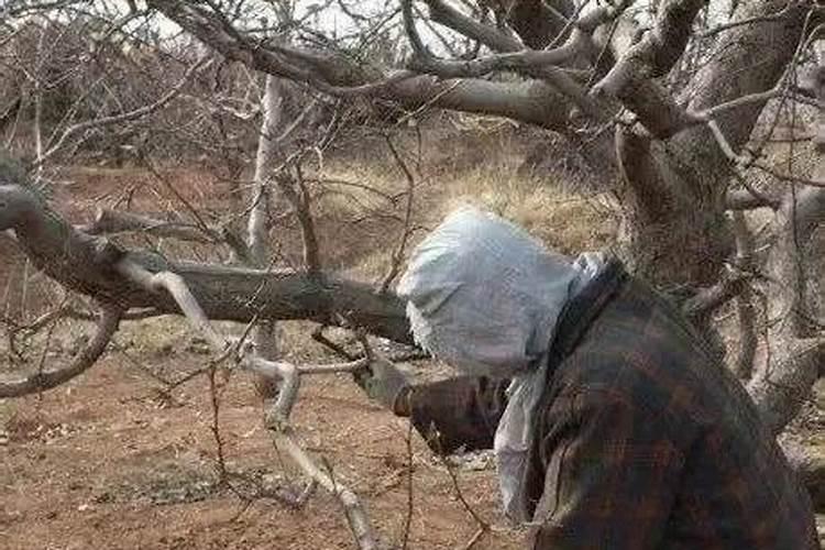 苹果树补钙的叶面肥有哪些苹果树叶面肥一年喷几次都喷什么肥