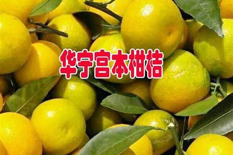 报春石斛如何开花