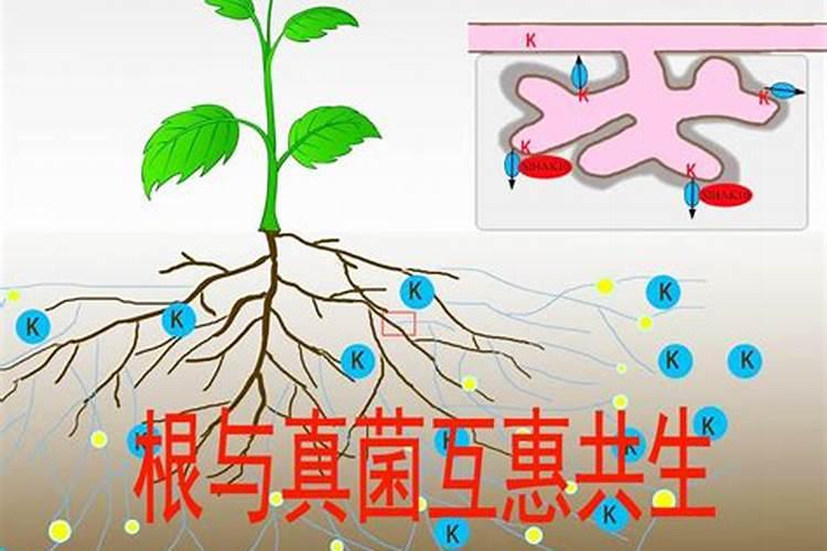 蓝莓开花施什么肥料好