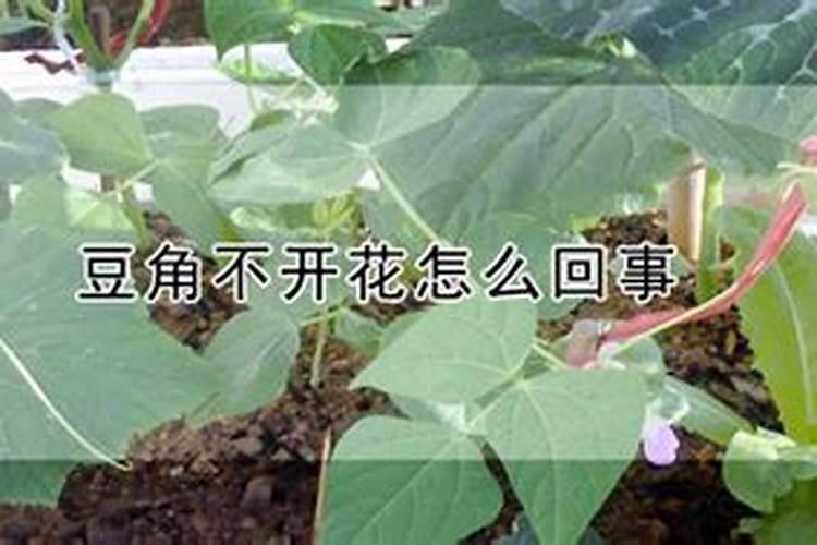 茯苓适合什么地方种植