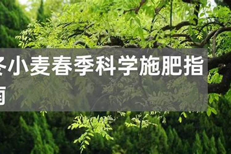 线椒种植技术与管理,每亩产量一般是多少