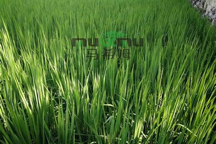 肥:果树喷施什么叶面肥,什么时候喷