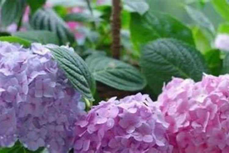 绣球花可以浇淘米水吗？