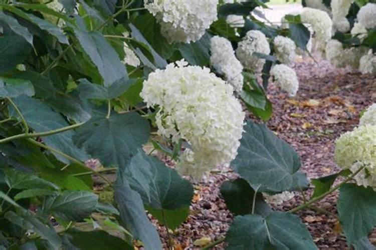 绣球花每天几点开花？