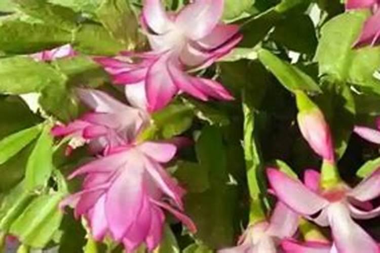 长寿花很茂盛却不开花原因有哪些 长寿花很茂盛却不开花原因及处理方法...