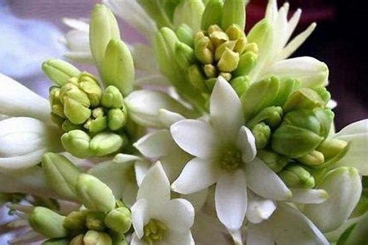 莴苣用什么肥料变高变粗 附莴苣的种植方法