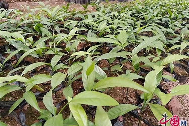 甜菜地中后期了打什么叶面肥