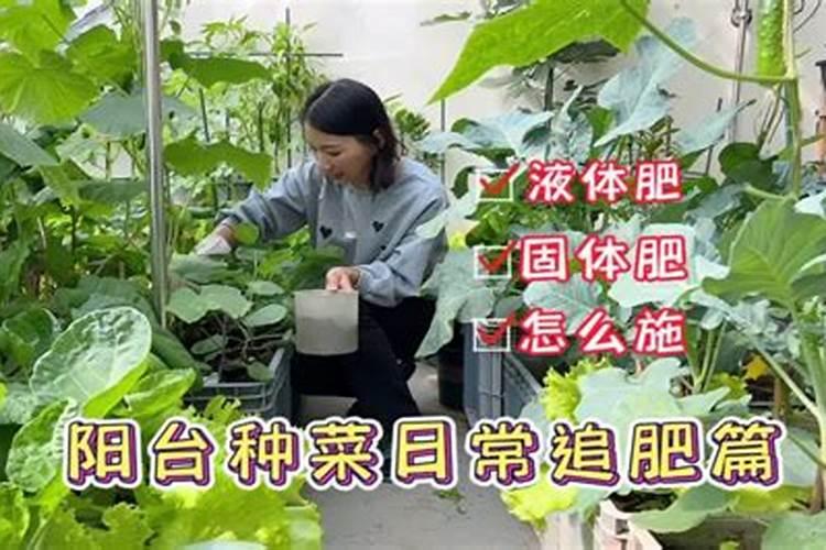 种蔬菜用什么肥料又快又好吃