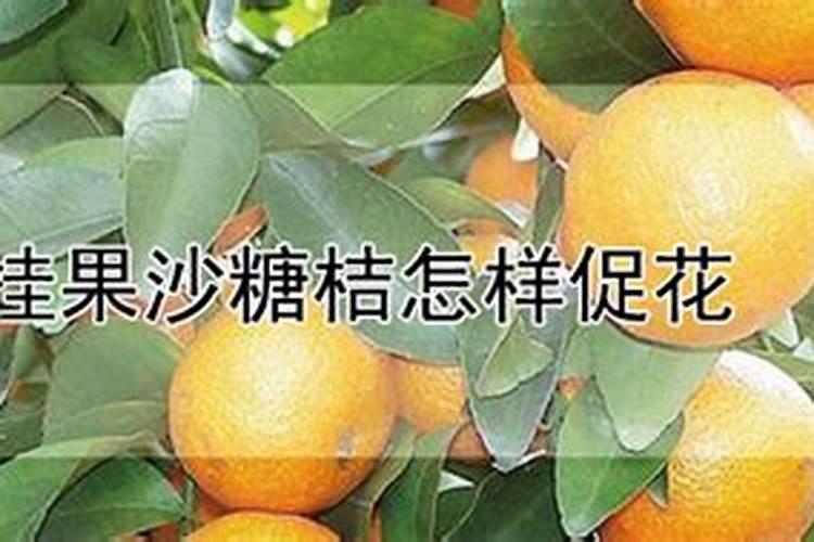 多肉定根水是不是生根液？