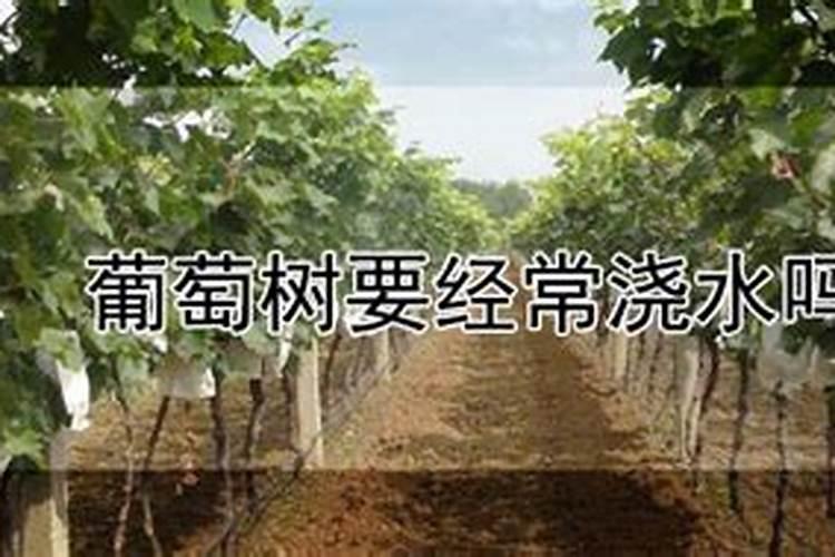 葡萄传色期用什么肥好