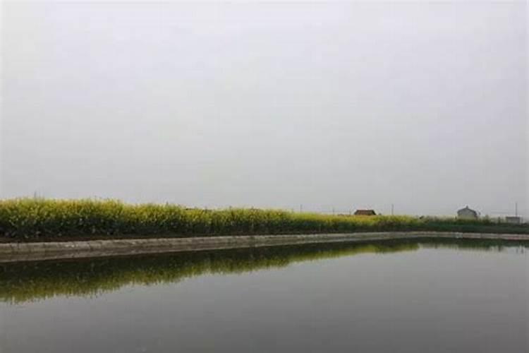 种辣椒用什么肥料