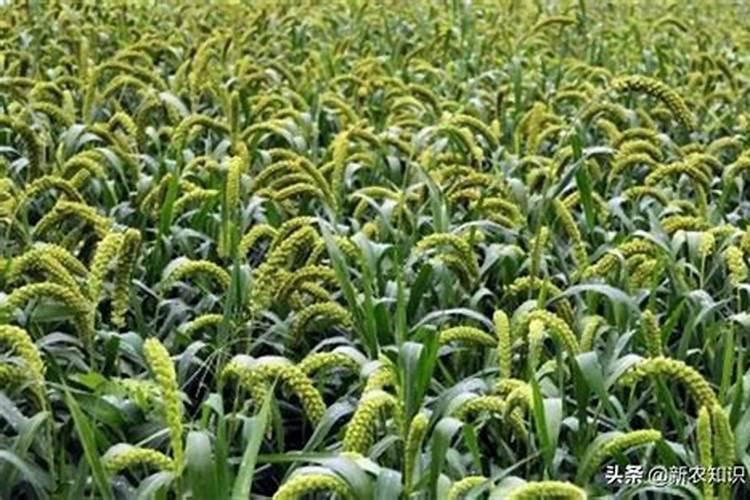 早熟毛豆的高产种植管理技术 毛豆怎么施肥好