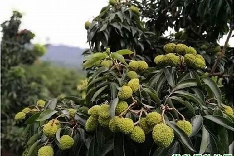 百香果怎么种植,刚刚种的百香果浇几次水