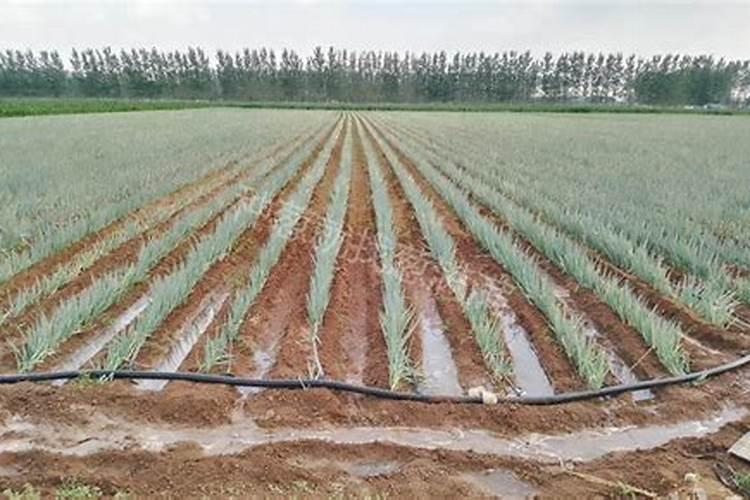 大葱什么时间种,大葱的种植时间和方法