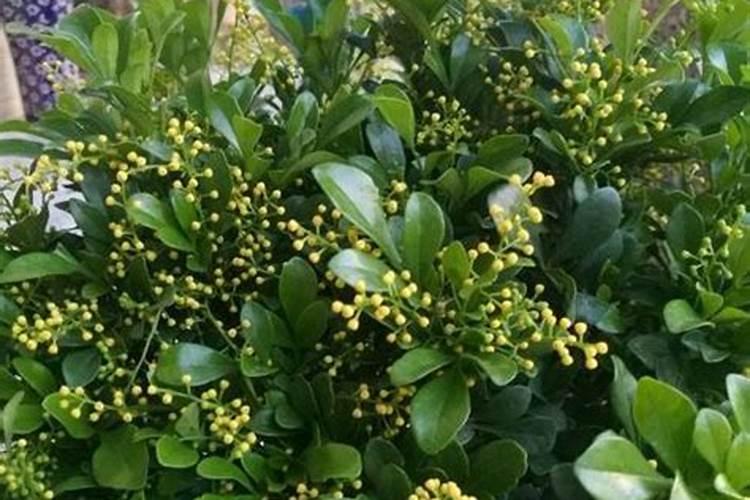 荔枝谢花后大量落果怎么办,如何处理？