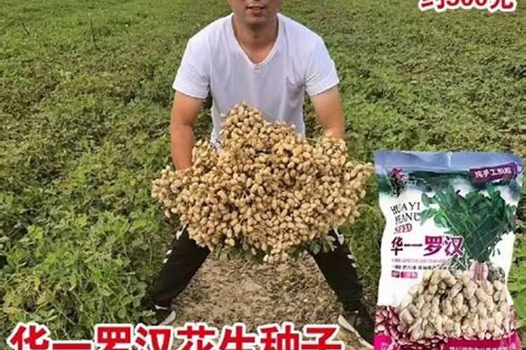 大樱桃苗什么时候施肥比较合适