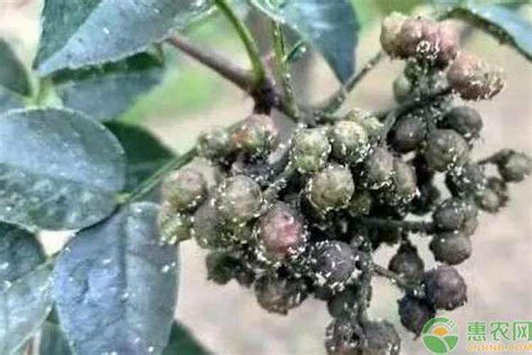 花椒花期用什么叶面肥