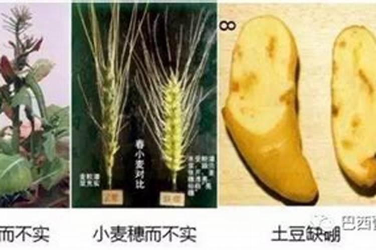 聚磷酸铵肥料的优点有哪些
