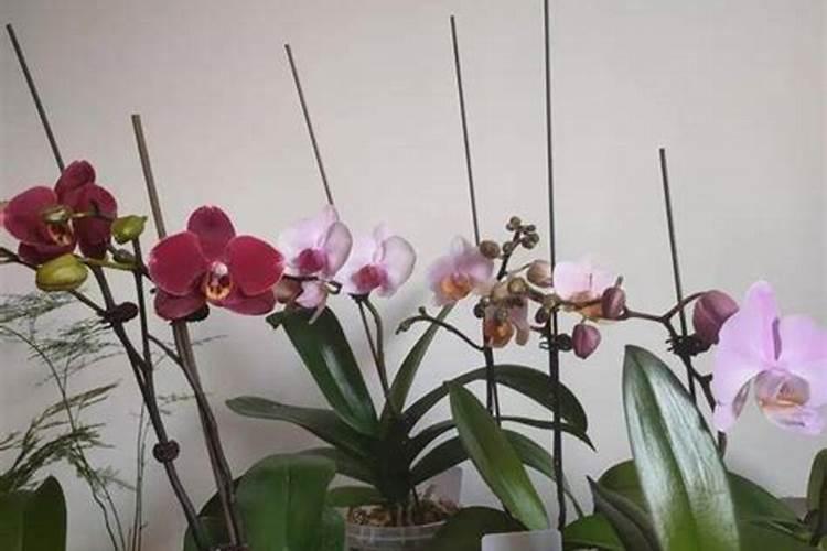 辣椒水可以喷菜防虫吗