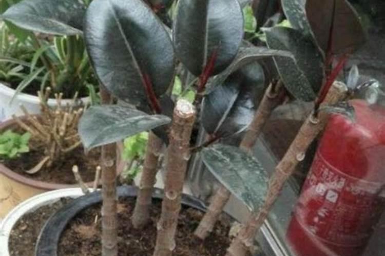 橡皮树怎样施肥