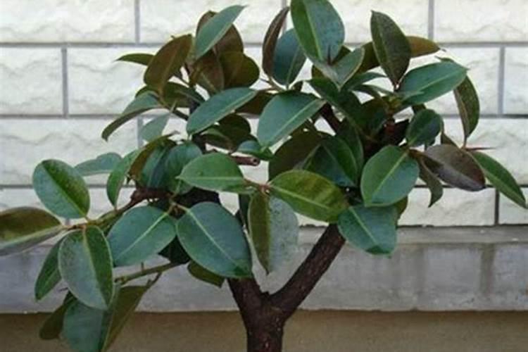 橡皮树怎么施肥