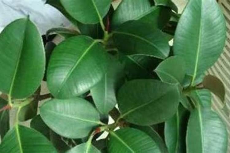 橡皮树怎样施肥