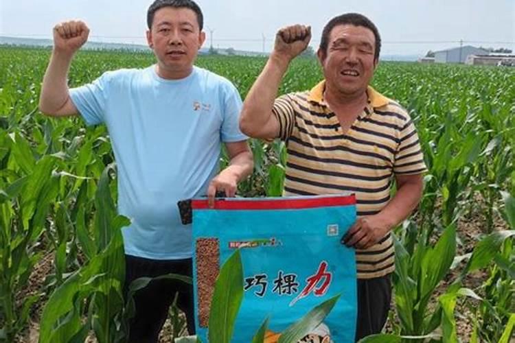 韭菜发黄打什么叶面肥