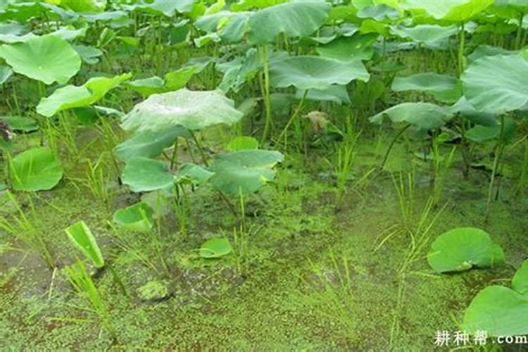 葵花叶枯病发病的症状怎样？