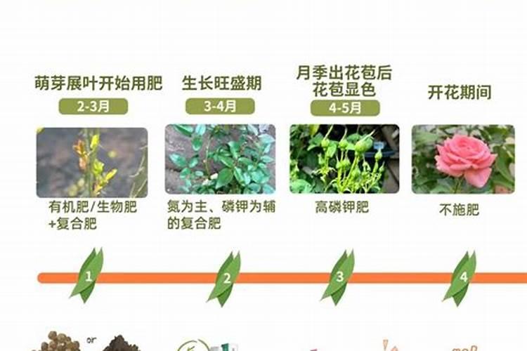 如何给薰衣草施肥