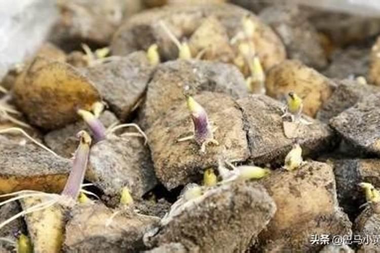 番茄苗移栽后几天施肥 番茄苗的追肥要求